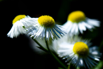 Wild camomile flowers on dark background, closeup camomile with blurred background, macro, free copy space.