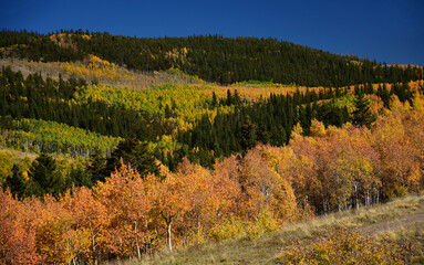 changing aspen leaves in fall on kenosha pass in the rocky mountains of colorado