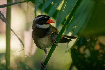 Orange-billed Sparrow - Arremon aurantiirostris bird in family Passerellidae in the green forest, moist lowland forest in Belize, Costa Rica, Guatemala, Honduras, Mexico, Nicaragua