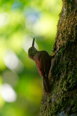 Cocoa Woodcreeper - Xiphorhynchus susurrans passerine bird in the ovenbird family, formerly subspecies of the buff-throated woodcreeper (X. guttatus), brown long billed bird