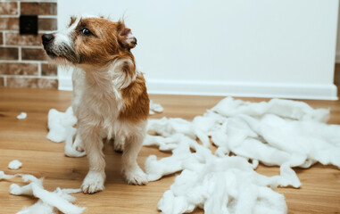 The guilty dog destroyed the pillow at home. Jack Russell Terrier sits among the remains of a torn...