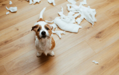 The guilty dog destroyed the pillow at home. Jack Russell Terrier sits among the remains of a torn...