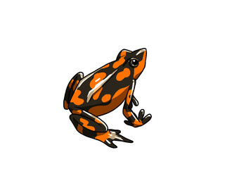 harlequin frog