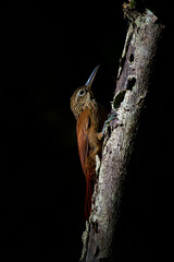 Cocoa Woodcreeper - Xiphorhynchus susurrans passerine bird in the ovenbird family, formerly subspecies of the buff-throated woodcreeper (X. guttatus), brown long billed bird
