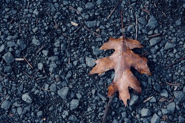 leaf on the ground