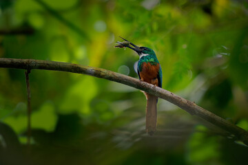 Rufous-tailed jacamar - Galbula ruficauda near-passerine bird breeds in the tropical New World in Mexico, Central and South America to Brazil and Ecuador, green orange plumage with long beak