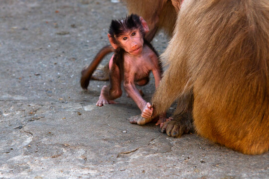 monkey parents monkey cub with his mother