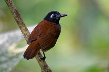 Chestnut-backed antbird (Poliocrania exsul) dark brown passerine bird in the antbird family, found in humid forests in Central and South America, ranging from Nicaragua to western Ecuador