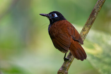 Chestnut-backed antbird (Poliocrania exsul) dark brown passerine bird in the antbird family, found in humid forests in Central and South America, ranging from Nicaragua to western Ecuador