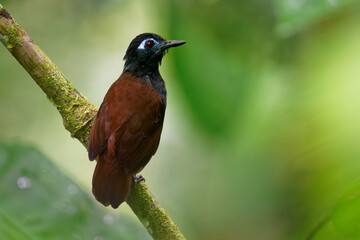 Chestnut-backed antbird (Poliocrania exsul) dark brown passerine bird in the antbird family, found in humid forests in Central and South America, ranging from Nicaragua to western Ecuador