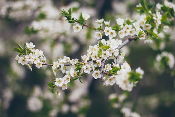 Apricot blossoms on the green background. Beautiful nature scene with branch in bloom. Spring flowers. Springtime