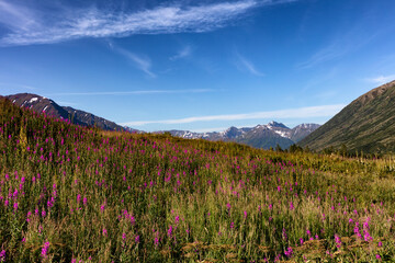 Fototapeta na wymiar Front view of Alaska fireweed flowers in meadow with snowcapped mountains