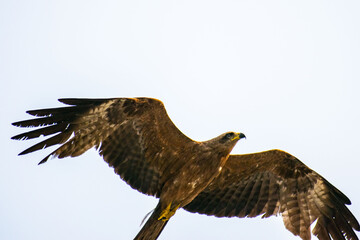 Black Kite