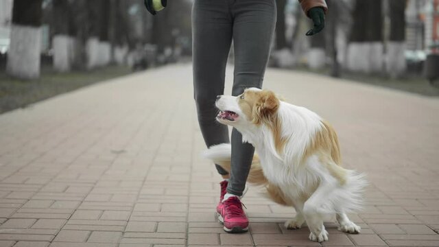 Close up of ginger border collie dog and his owner training outside the street. Woman playing wit her doggy. Domestic animals, togetherness and friendship lifestyle. Dog walking between legs