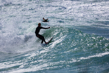 Surfer and bird at the ocean