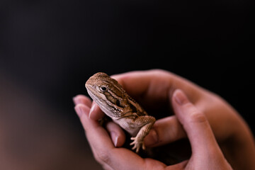 Bartagame Echse