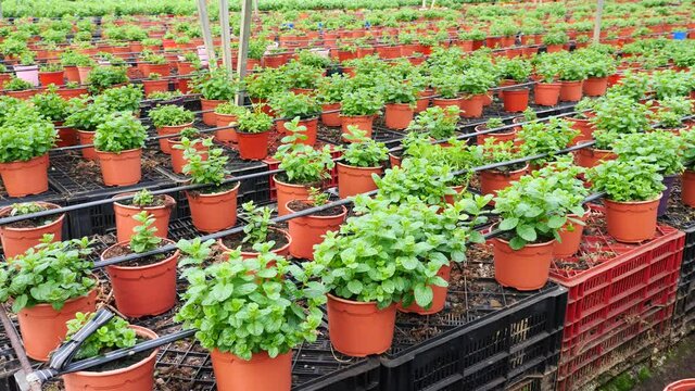 Image of a fragrant organic mint growing in pots in a greenhouse. High quality 4k footage