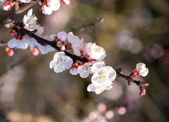 beautiful cherry flowers close up