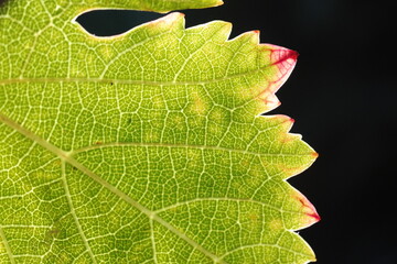hoja de parra madurando o marchitandose, colores rojos, cafes y verdes, close up macro