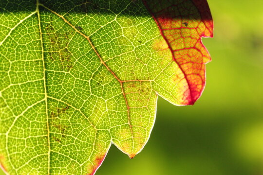 hoja de parra madurando o marchitandose, colores rojos, cafes y verdes, close up macro