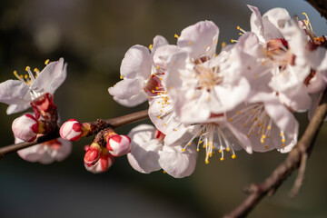 beautiful cherry flowers close up