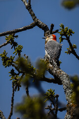 red bellied woodpecker