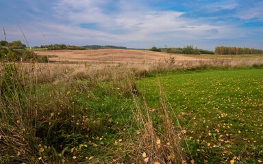Autumn meadow and yellow leaves on the grass