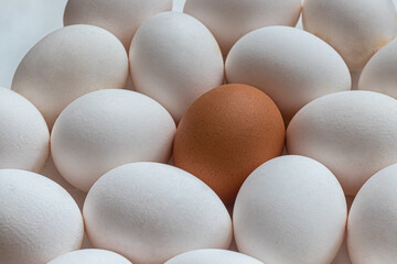 One brown egg in the middle of a group of eggs with a white shell