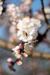 beautiful cherry flowers close up