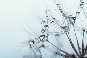 Macro nature abstract background. Beautiful dew drops on dandelion seed macro. soft background. Water drops on parachutes dandelion. Copy space. soft selective focus on water droplets. circular shape - obrazy, fototapety, plakaty