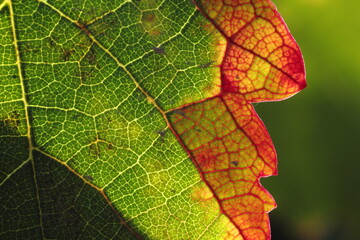 hoja de parra madurando o marchitandose, colores rojos, cafes y verdes, close up macro