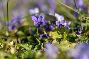Fototapeta na wymiar blooming wild violets in the grass in the meadow in early spring