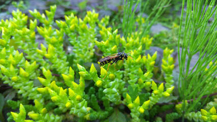 Obraz na płótnie Canvas Wasp on a plant with buds of yellow flowers. Selective focus