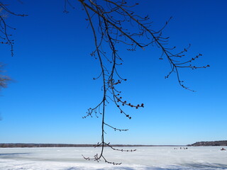 tree branch in snow and blue sky background