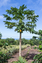 Fototapeta premium Plantation in the Galapagos Islands