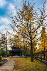 Obraz premium autumn in the park