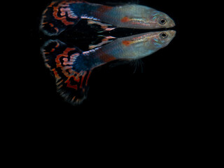 guppy fish in black background