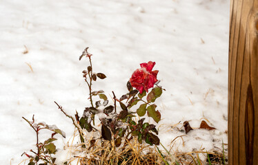 Even though the rose is frozen it till maintains its dying beauty and dignity as its red color...