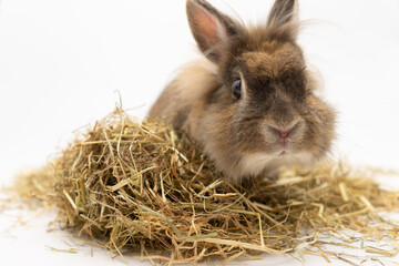 white rabbit on a white background