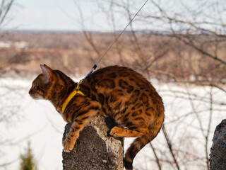 Obraz na płótnie Canvas A Bengal cat poses on concrete ruins and freezes in a winter park against the backdrop of a river. Walking a pet, traveling with feline through the forest.
