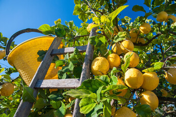 Lemon harvest time: wooden ladder and a pail on a citrus grove during harvest time in Sicily - 422179453
