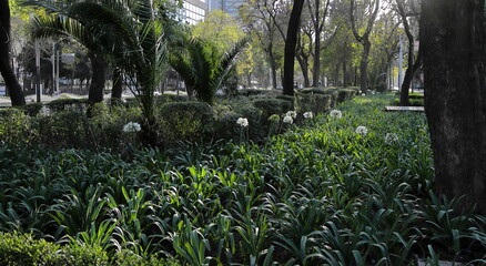 Flores blancas en jardín verde en medio de la ciudad mucha vegetación