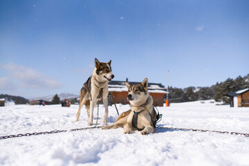 Husky dogs on winter day outdoors in Lapland, Finland