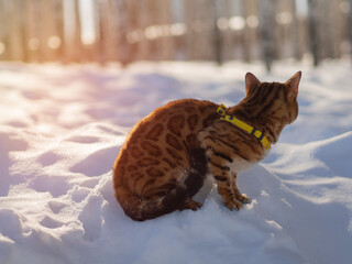A Bengal cat sits on snow and basks in spring rays of warm sun against background of a birch grove. Walking, a pet in park, a trip with feline through  forest. Animal with alopecia of paw.