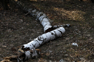 Fallen birch tree in the forest