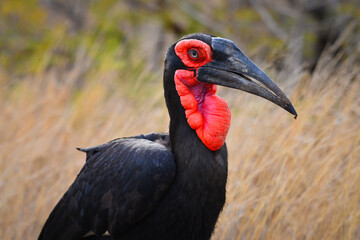 A Southern Ground Hornbill (Bucorvus leadbeateri), Kruger National Park, South Africa.