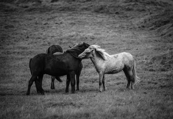 Fototapeta premium A band of Icelandic horses, Westfjords, Iceland