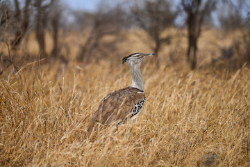A Kori bustard (Ardeotis kori), Africa's heaviest flying bird, at Kruger National Park, South Africa.