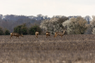 herd of deer in the woods