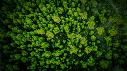 Aerial View Pine Trees